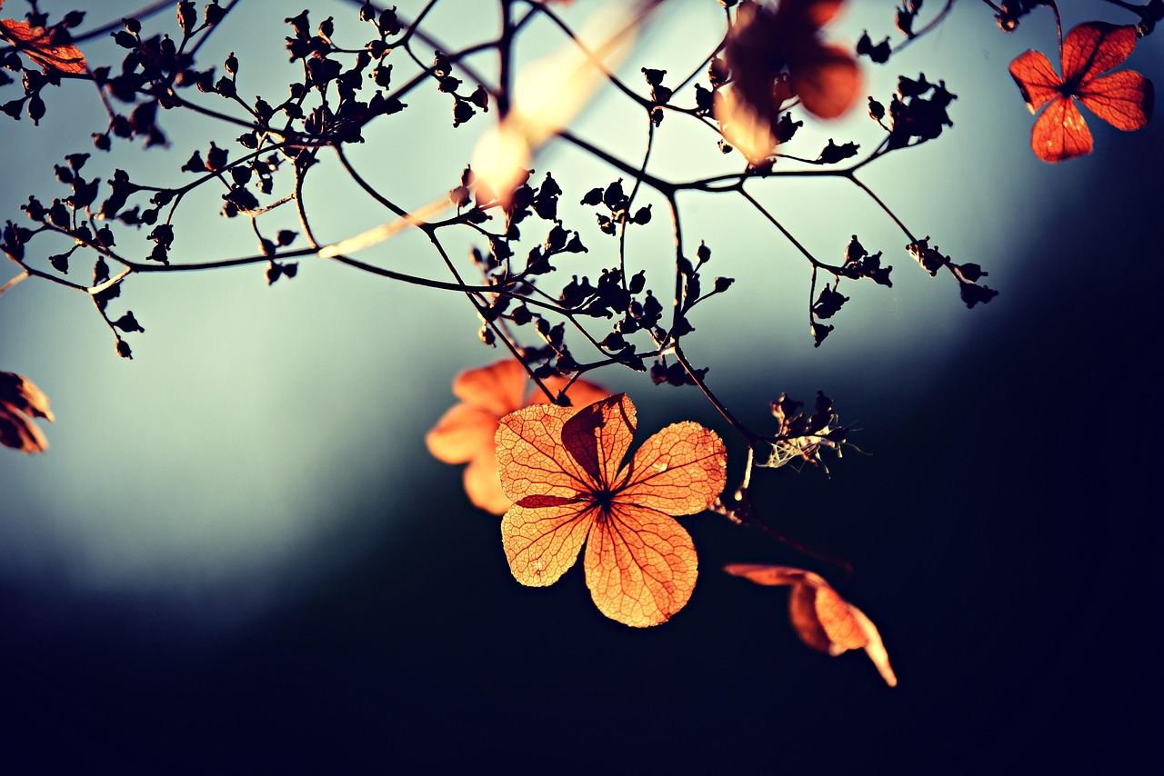 Compositions florales séchées dans un cadre moderne.