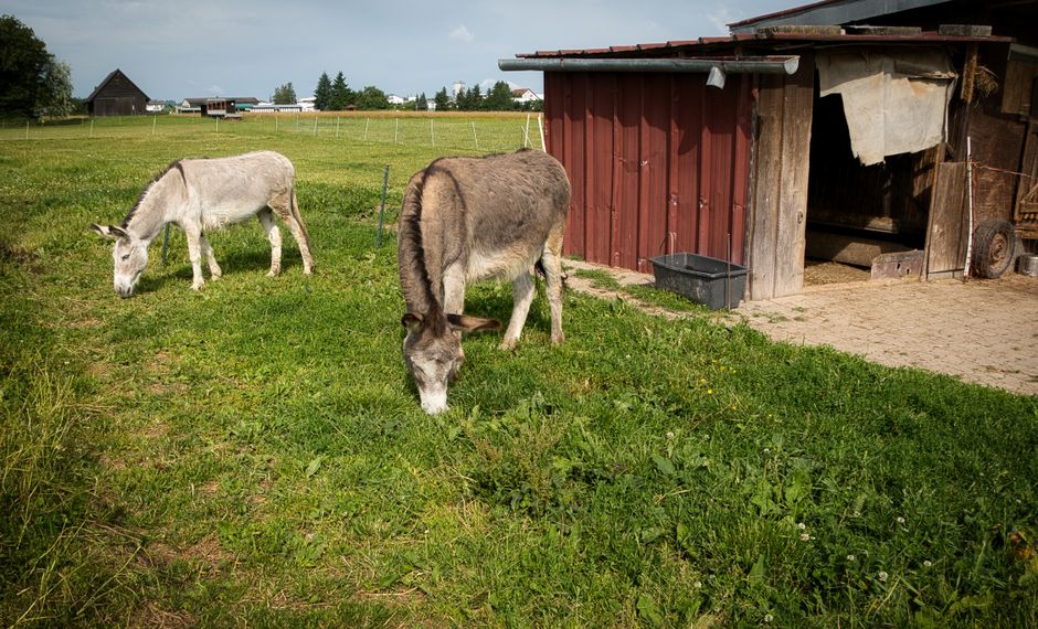 Ezels peints, ambiance ferme pittoresque.